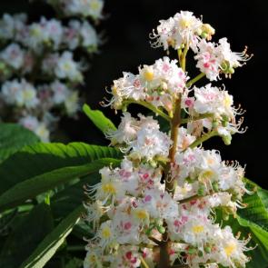 ����: ������