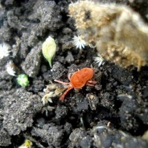 ���� ��������: ����� �� �����