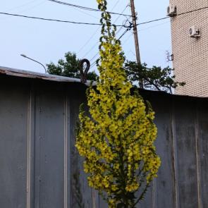 ���� ��������: �������