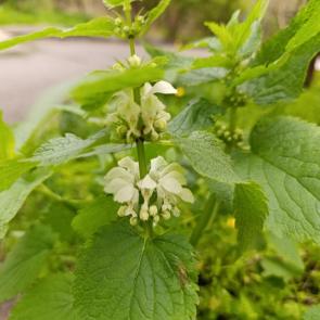 ���� ��������: ��, �������-�������.