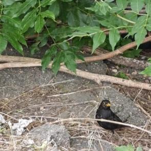 ����: ����� ������