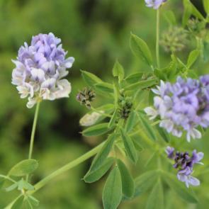 ���� ��������: �����