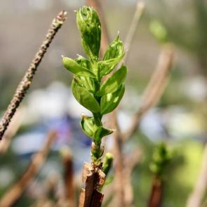 ����: �����