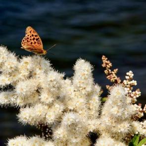 ����: �������