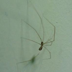 ����: ���������