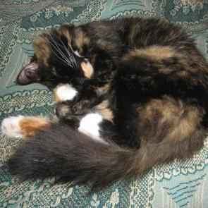 ����: ��������