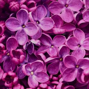 ���� ��������: 