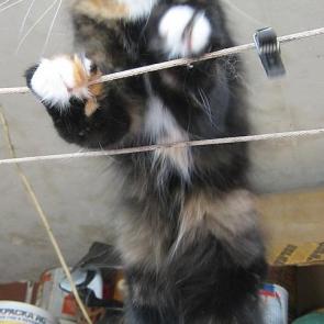 ����: �������