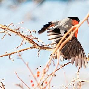 ���� ��������: �������...