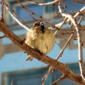 ���� ��������: ���������