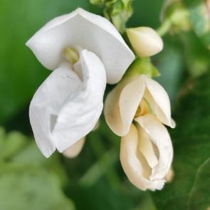 ����: ����� ������