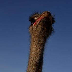 ����: ������