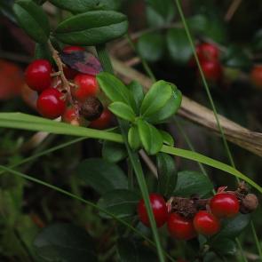 ����: ��������..