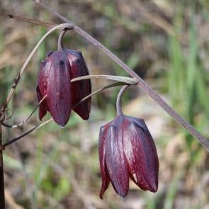 ����: �������������