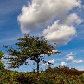 ���� ��������: ��� ��������