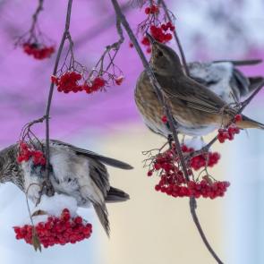 �������� ������