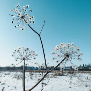 ������� ����