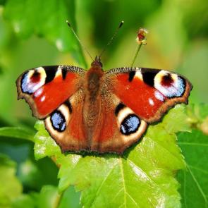 ����: �������� ����