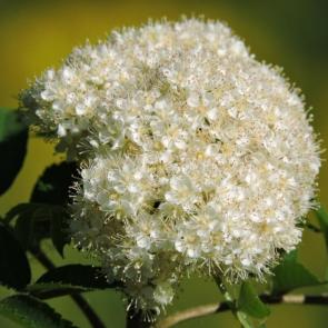 ����: ������