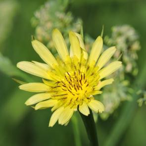 ����: �������������