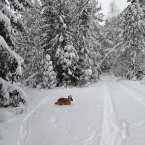 ������� � ������ ����������