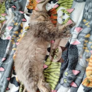 ���� ��������: ��� 