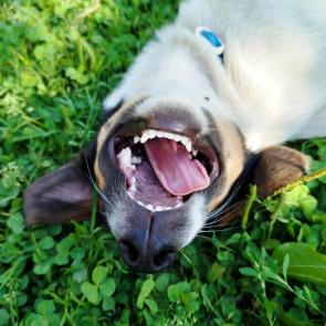 ���� ��������: ��������� ���