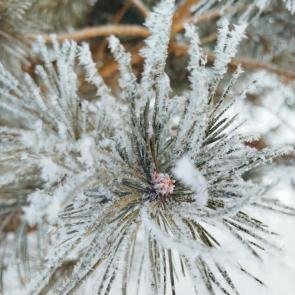 ����: ������� ����