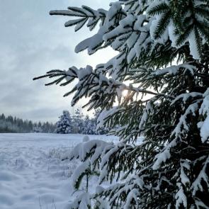 ����: ��������� ����