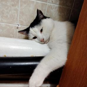 ����: ���� �������