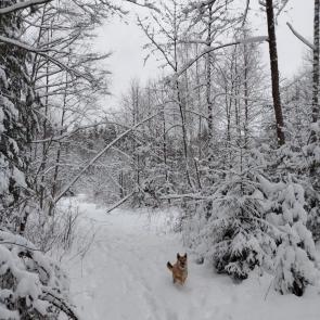 ����: ��������