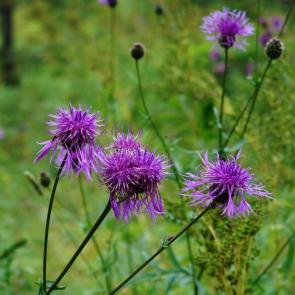 ����: �������  �����������