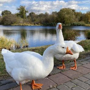 ����: ���� � �����