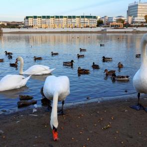 ���� ��������: ���������  ����