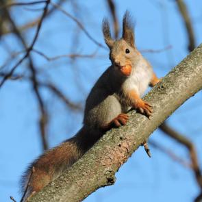 ����: ������� � �������