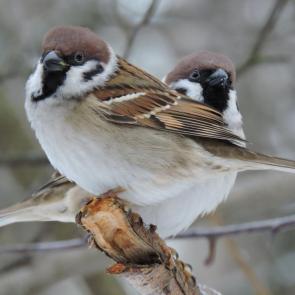 ����: �������