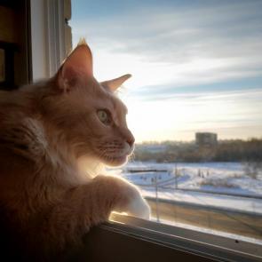 ����: ������ �������