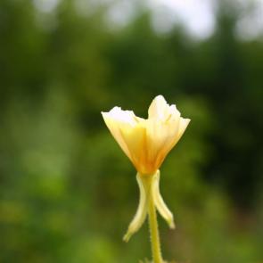 ����: ��������