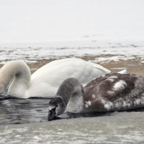 ���� ��������: 