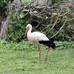 ���� ��������: ���� � �������