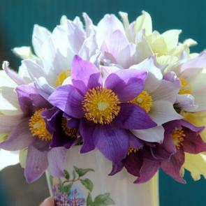 ����: ��������