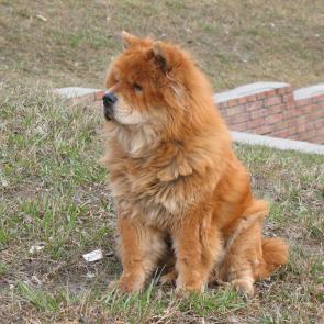 ����: ��������� ���-��� 