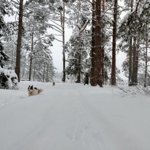 ����: �������� � ����