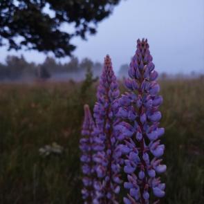 ����: ����������� 