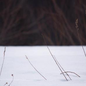 ����: ������ ��������� ����. ���� � ���.