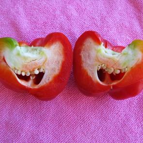 ����: ������ �������