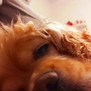 ����: ������� 