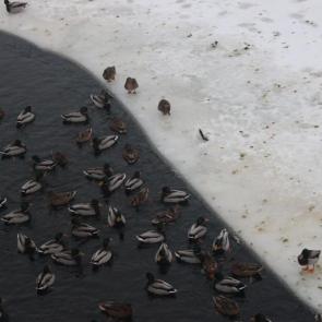 ����: ������ ���������