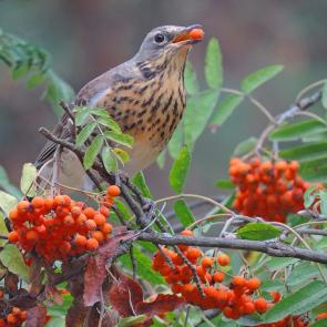 ����: ����� ��������