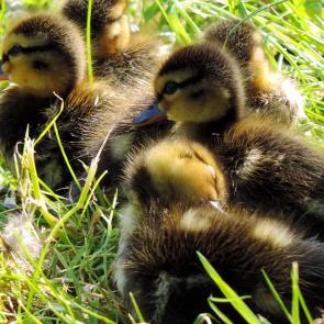 ����: �����